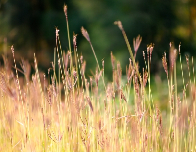 Begravningsbyrå Halmstad - J F Svenssons Begravningsbyrå Halmstad - Begravningar - Vanliga frågor Begravningsbyrå Halmstad - J F Svenssons Begravningsbyrå Halmstad - Begravningar - Vanliga frågor